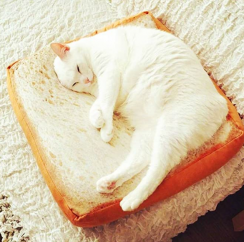 Sale 10 Packs Cat Beds for Indoor Cats